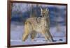 Coyote-DLILLC-Framed Photographic Print