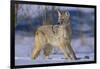 Coyote-DLILLC-Framed Photographic Print