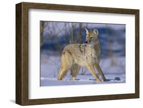 Coyote-DLILLC-Framed Photographic Print