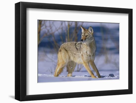 Coyote-DLILLC-Framed Photographic Print