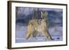 Coyote-DLILLC-Framed Photographic Print