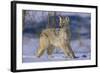 Coyote-DLILLC-Framed Photographic Print