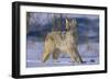 Coyote-DLILLC-Framed Photographic Print