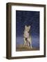 Coyote-DLILLC-Framed Photographic Print