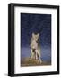 Coyote-DLILLC-Framed Photographic Print