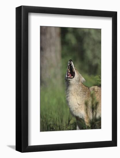 Coyote-DLILLC-Framed Photographic Print