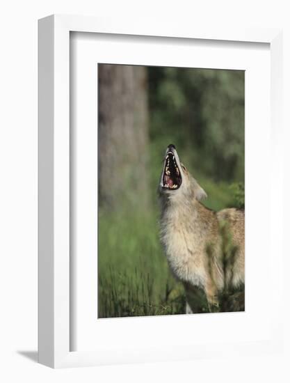 Coyote-DLILLC-Framed Photographic Print