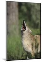 Coyote-DLILLC-Mounted Photographic Print