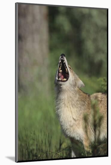 Coyote-DLILLC-Mounted Photographic Print