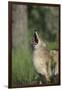 Coyote-DLILLC-Framed Photographic Print