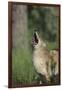 Coyote-DLILLC-Framed Photographic Print