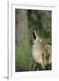 Coyote-DLILLC-Framed Photographic Print