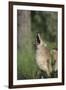 Coyote-DLILLC-Framed Photographic Print