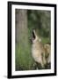 Coyote-DLILLC-Framed Photographic Print