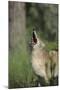 Coyote-DLILLC-Mounted Photographic Print