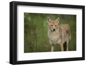 Coyote-DLILLC-Framed Photographic Print