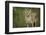 Coyote-DLILLC-Framed Photographic Print