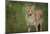 Coyote-DLILLC-Mounted Photographic Print