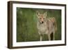 Coyote-DLILLC-Framed Photographic Print