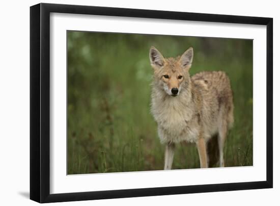 Coyote-DLILLC-Framed Photographic Print