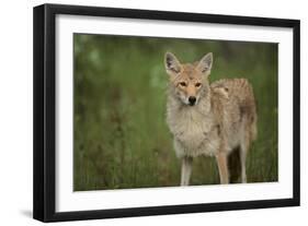 Coyote-DLILLC-Framed Photographic Print