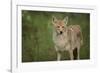 Coyote-DLILLC-Framed Photographic Print