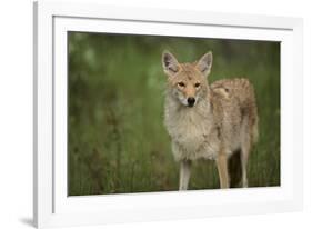 Coyote-DLILLC-Framed Photographic Print