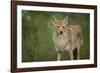 Coyote-DLILLC-Framed Photographic Print