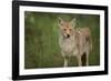 Coyote-DLILLC-Framed Photographic Print