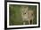 Coyote-DLILLC-Framed Photographic Print