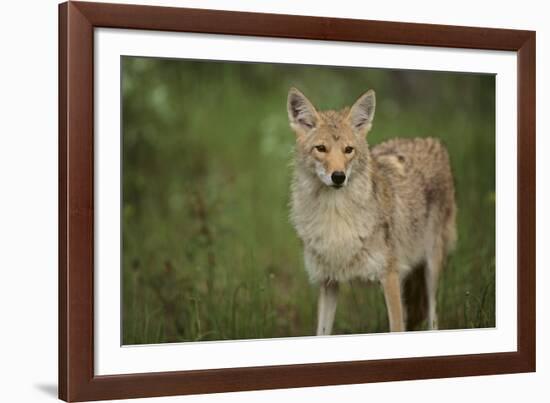 Coyote-DLILLC-Framed Photographic Print