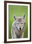 Coyote-null-Framed Photographic Print