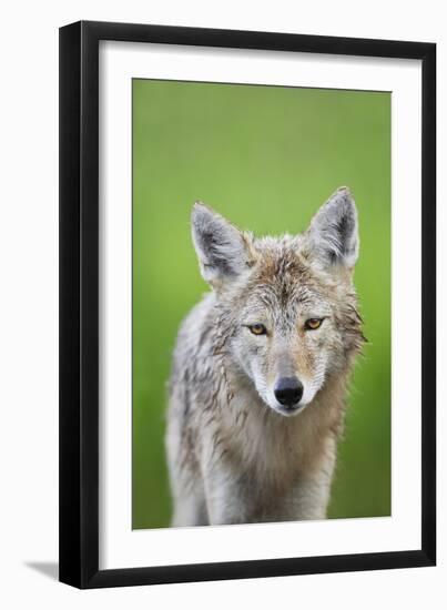 Coyote-null-Framed Photographic Print