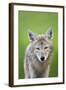 Coyote-null-Framed Photographic Print