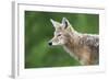 Coyote-null-Framed Photographic Print