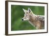 Coyote-null-Framed Photographic Print