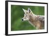 Coyote-null-Framed Photographic Print