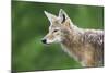 Coyote-null-Mounted Photographic Print
