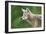 Coyote-null-Framed Photographic Print