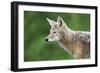 Coyote-null-Framed Photographic Print