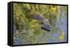 Coypu - Nutria (Myocastor Coypus) Swimming, Camargue, France, April 2009-Allofs-Framed Stretched Canvas