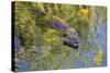 Coypu - Nutria (Myocastor Coypus) Swimming, Camargue, France, April 2009-Allofs-Stretched Canvas