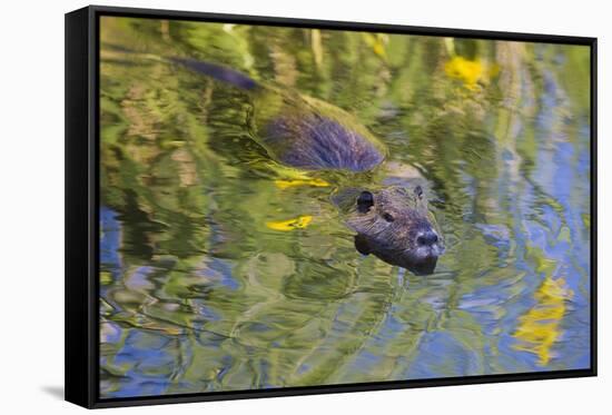 Coypu - Nutria (Myocastor Coypus) Swimming, Camargue, France, April 2009-Allofs-Framed Stretched Canvas