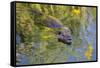 Coypu - Nutria (Myocastor Coypus) Swimming, Camargue, France, April 2009-Allofs-Framed Stretched Canvas