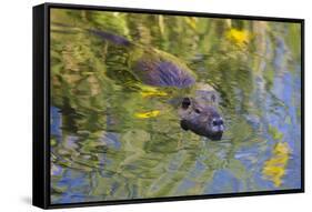 Coypu - Nutria (Myocastor Coypus) Swimming, Camargue, France, April 2009-Allofs-Framed Stretched Canvas