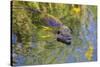 Coypu - Nutria (Myocastor Coypus) Swimming, Camargue, France, April 2009-Allofs-Stretched Canvas