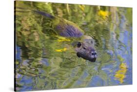 Coypu - Nutria (Myocastor Coypus) Swimming, Camargue, France, April 2009-Allofs-Stretched Canvas