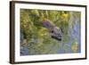 Coypu - Nutria (Myocastor Coypus) Swimming, Camargue, France, April 2009-Allofs-Framed Photographic Print