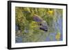 Coypu - Nutria (Myocastor Coypus) Swimming, Camargue, France, April 2009-Allofs-Framed Photographic Print