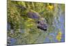 Coypu - Nutria (Myocastor Coypus) Swimming, Camargue, France, April 2009-Allofs-Mounted Photographic Print